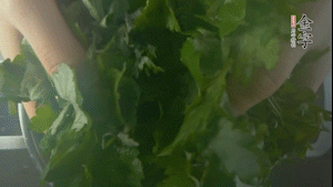 【面皮】1.鍋中水開時，放挑揀好的艾草和一撮小蘇打，第一遍煮開后倒掉，重新加水大火煮開后，小火煮1小時。煮爛的艾草用紗布瀝干。